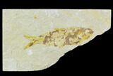 Bargain Fossil Fish (Knightia) - Wyoming #120479-1